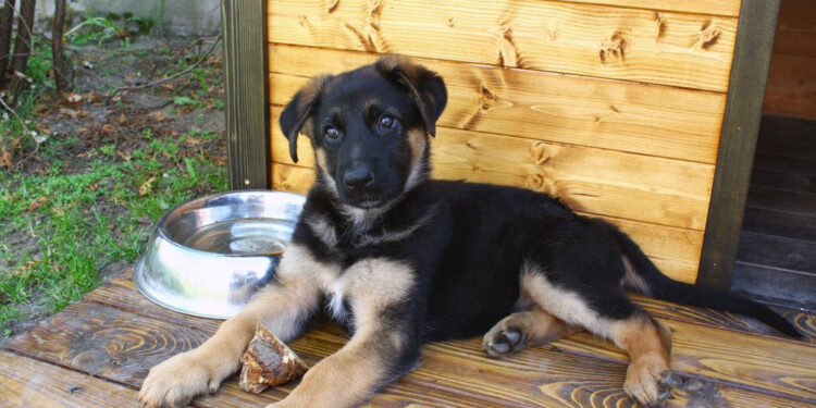 Est-ce qu'un chien peut dormir dehors en hiver ?