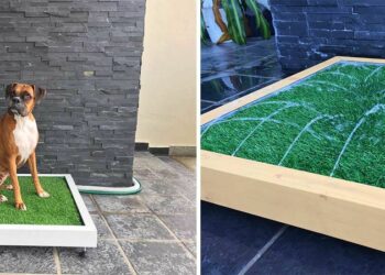 Est-ce qu'un chien peut faire ses besoins dans une litière ?