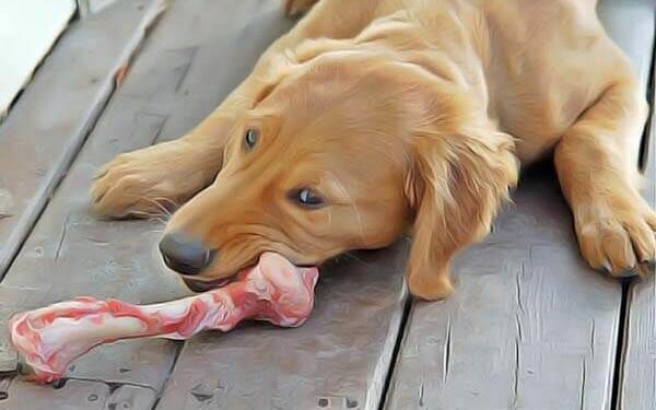 Est-ce qu'un chien peut faire une indigestion ?