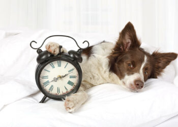 Est-ce qu'un chien peut oublier son maitre ?