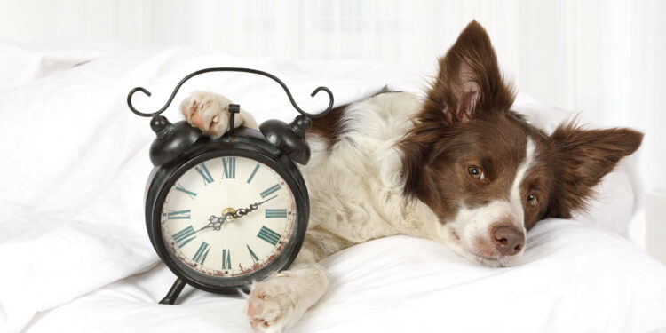 Est-ce qu'un chien peut oublier son maitre ?