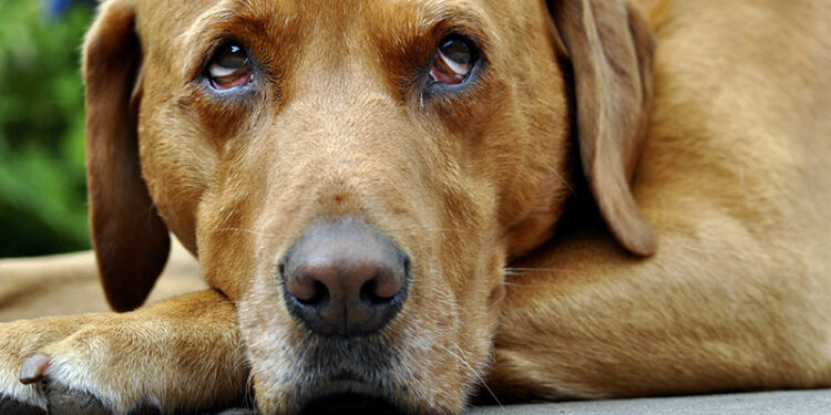 Est-ce qu'un chien peut s'ennuyer de ses maîtres ?