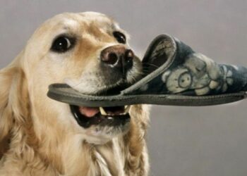 Est-ce qu'un chien s'ennuie tout seul ?