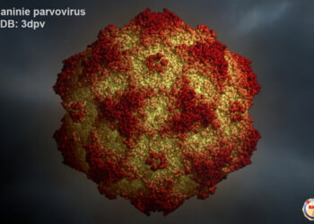 Est-ce qu'un chien vacciné peut attraper le Parvo ?