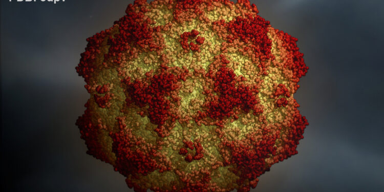 Est-ce qu'un chien vacciné peut attraper le Parvo ?