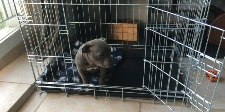 Est-ce qu'un chiot doit dormir dans une cage ?