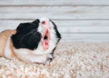 Est-ce qu'un cochon d'Inde boit beaucoup ?