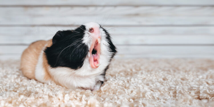 Est-ce qu'un cochon d'Inde boit beaucoup ?