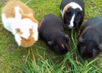 Est-ce qu'un cochon d'Inde peut vivre dehors toute l'année ?