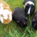 Est-ce qu'un cochon d'Inde peut vivre dehors toute l'année ?