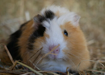 Est-ce qu'un cochon d'Inde pleure ?