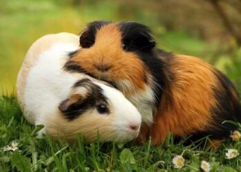 Est-ce qu'un cochon d'Inde pleure ?