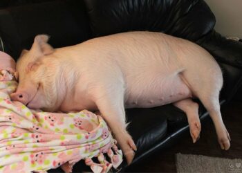 Est-ce qu'un cochon nain est propre ?