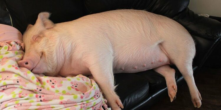 Est-ce qu'un cochon nain est propre ?