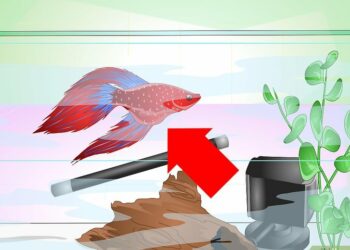 Est-ce qu'un combattant est intelligent ?