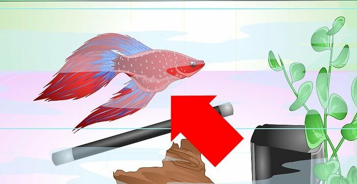 Est-ce qu'un combattant est intelligent ?