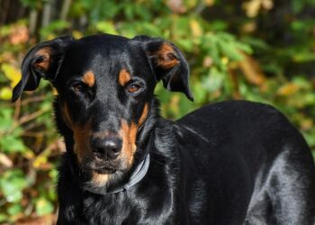 Est-ce qu'un ergot repousse ?