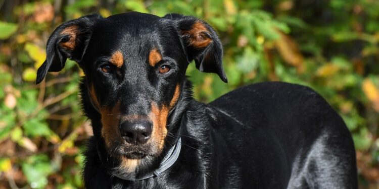 Est-ce qu'un ergot repousse ?