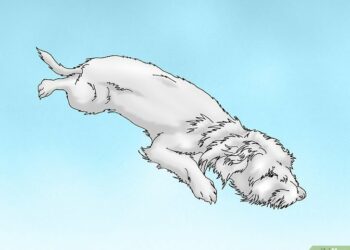 Est-ce qu'un furet dort la nuit ?