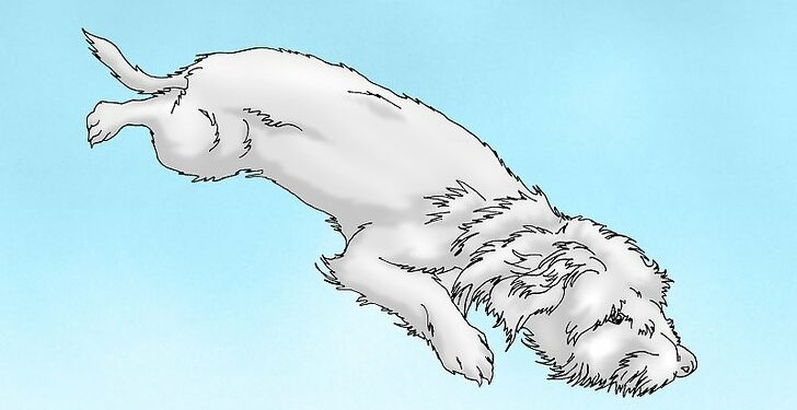 Est-ce qu'un furet dort la nuit ?