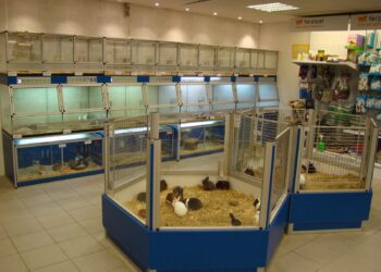 Est-ce qu'un furet est dangereux ?