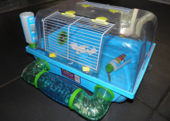 Est-ce qu'un furet est dangereux ?