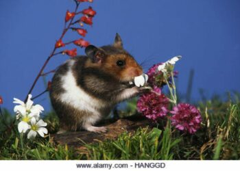 Est-ce qu'un hamster entend ?