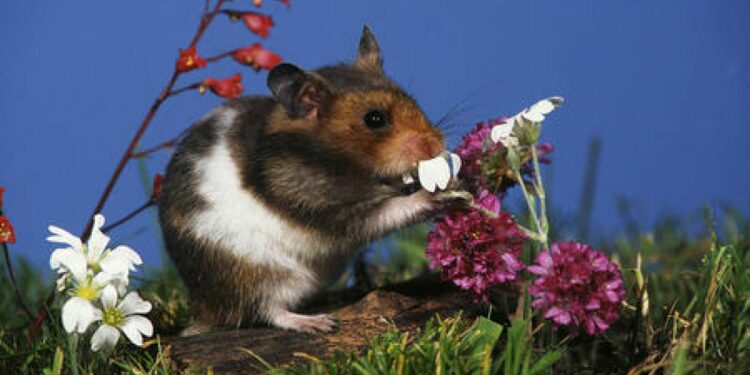 Est-ce qu'un hamster entend ?