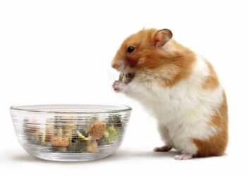 Est-ce qu'un hamster peut manger de la banane ?