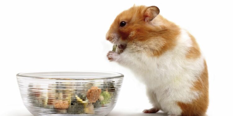 Est-ce qu'un hamster peut manger de la banane ?