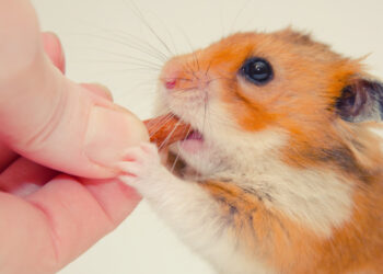 Est-ce qu'un hamster peut manger de la banane ?