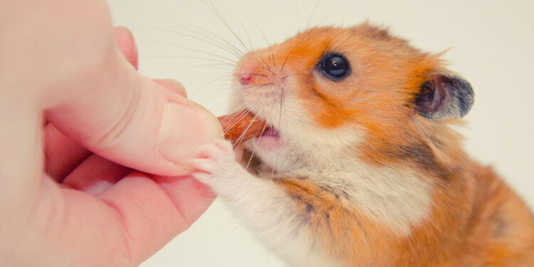 Est-ce qu'un hamster peut manger de la banane ?