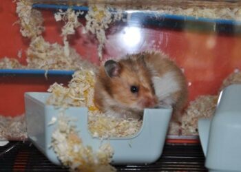 Est-ce qu'un hamster peut rester seul ?