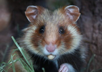 Est-ce qu'un hamster peut rester seul ?