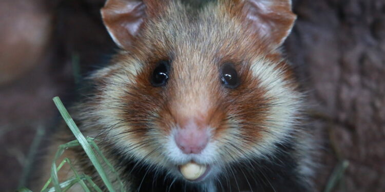 Est-ce qu'un hamster peut rester seul ?