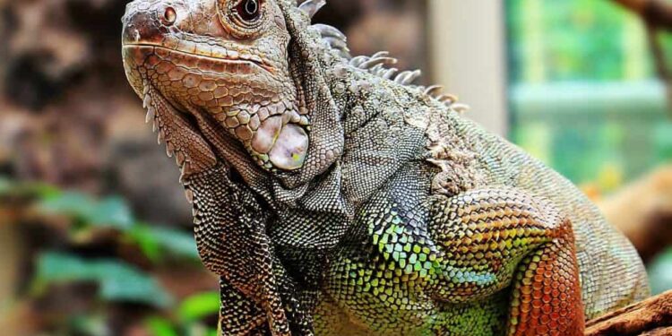 Est-ce qu'un iguane est dangereux ?