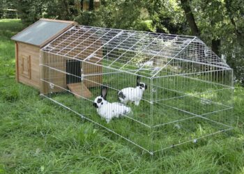 Est-ce qu'un lapin aime la pluie ?