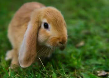 Est-ce qu'un lapin est solitaire ?