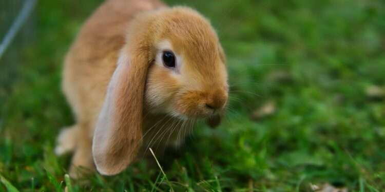 Est-ce qu'un lapin est solitaire ?
