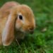 Est-ce qu'un lapin est solitaire ?