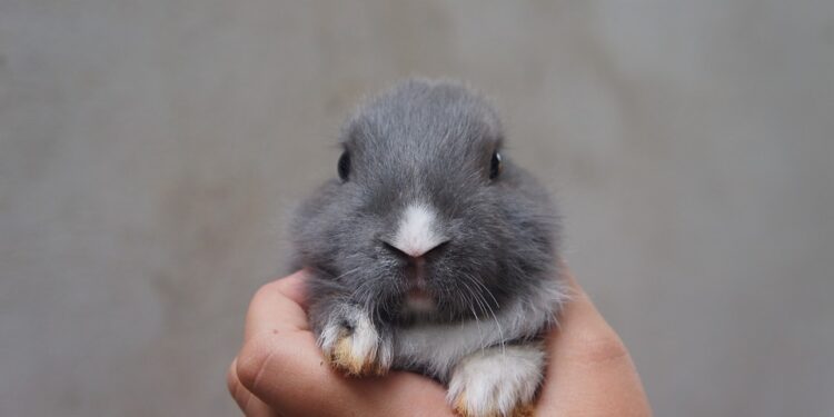 Est-ce qu'un lapin est solitaire ?