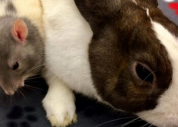 Est-ce qu'un lapin peut manger une souris ?