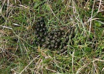 Est-ce qu'un lapin peut transmettre des maladies ?