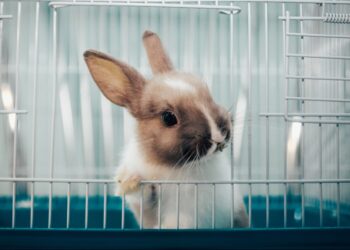 Est-ce qu'un lapin peut vivre en liberté ?