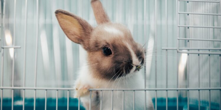 Est-ce qu'un lapin peut vivre en liberté ?