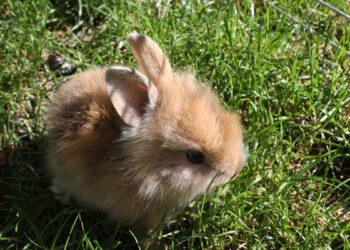 Est-ce qu'un lapin s'ennuie seul ?