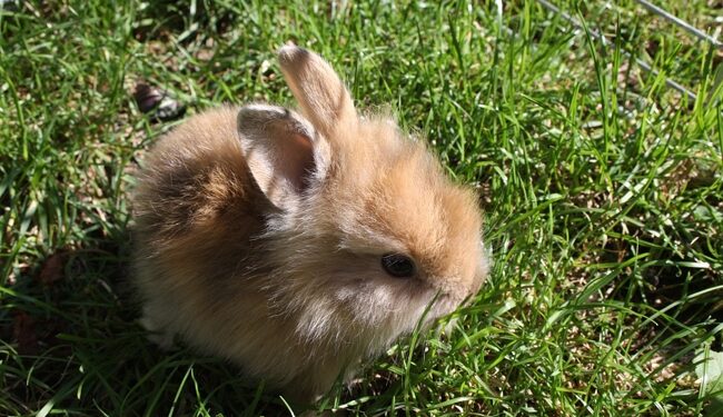 Est-ce qu'un lapin s'ennuie seul ?