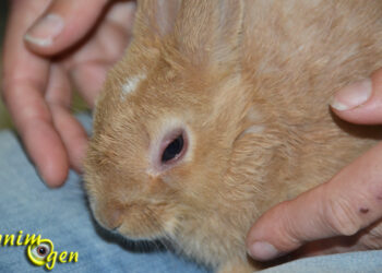 Est-ce qu'un lapin vit seul ?