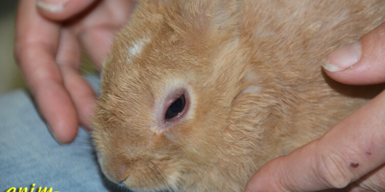 Est-ce qu'un lapin vit seul ?