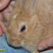 Est-ce qu'un lapin vit seul ?